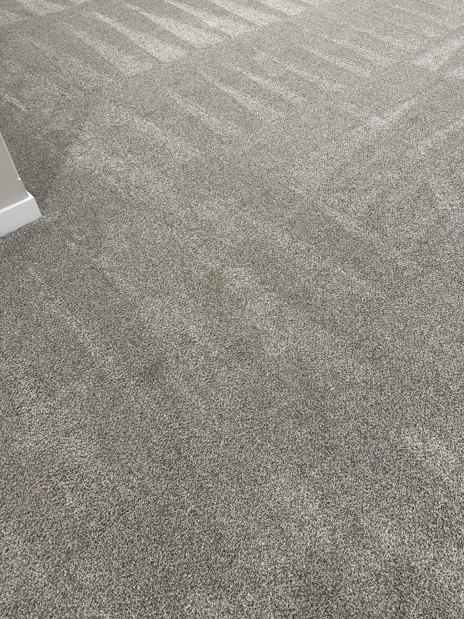 pet stains cleaned from carpet