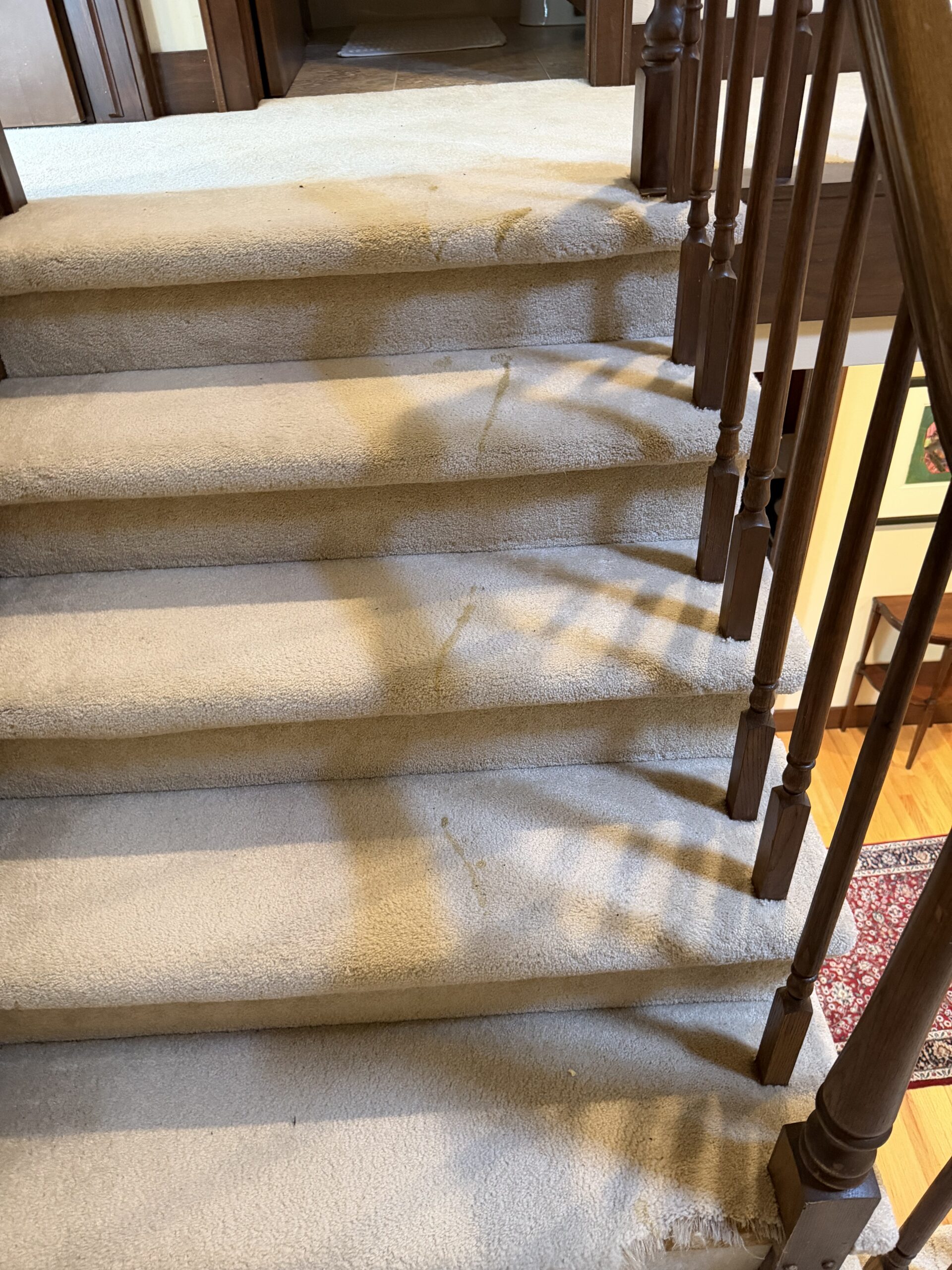 IMG_6557 pet stain on Waunakee home carpet