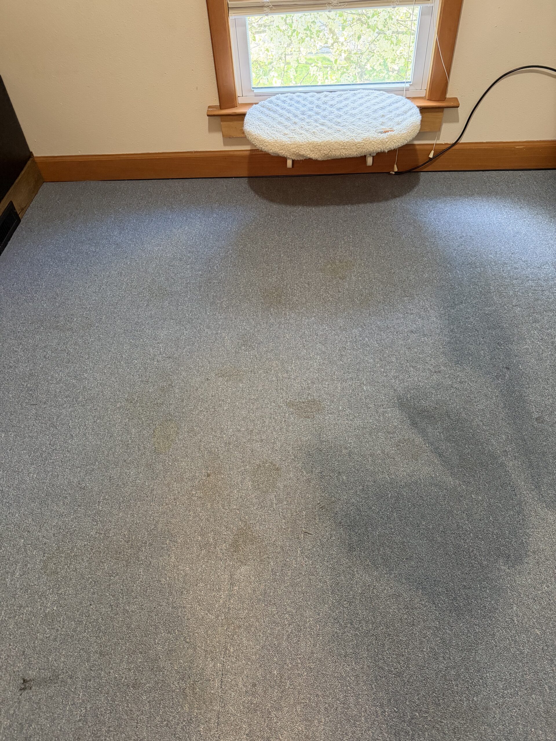 deforest carpet with heavy pet stains