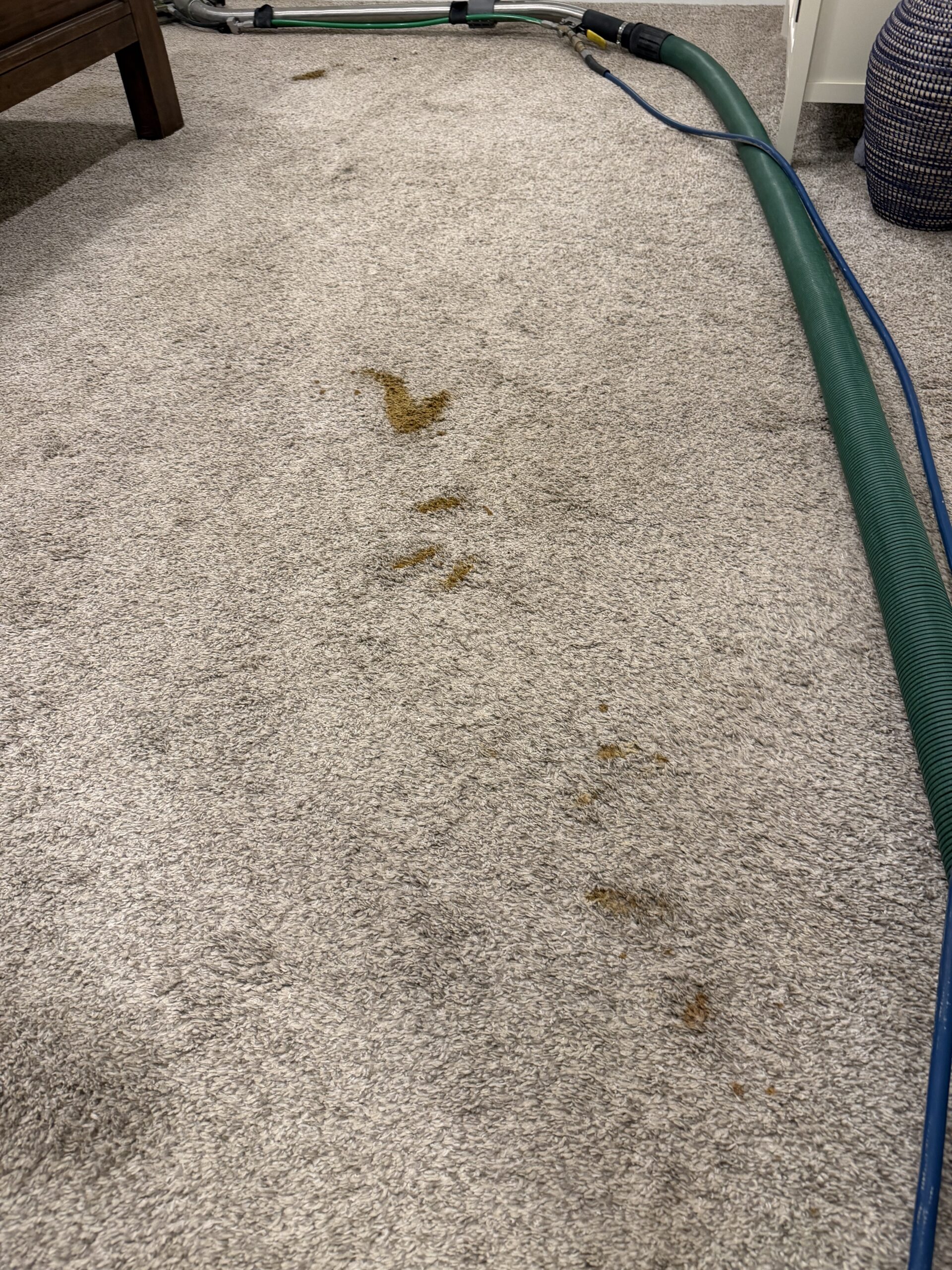 pet stains in Cambridge home